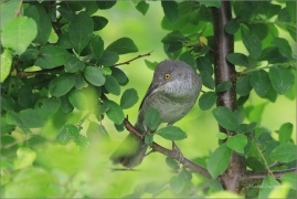 <p>PĚNICE VLAŠSKÁ (Sylvia nisoria) Dolní Podluží ---- /Berred warbler - Sperbergerasmücke/</p>
